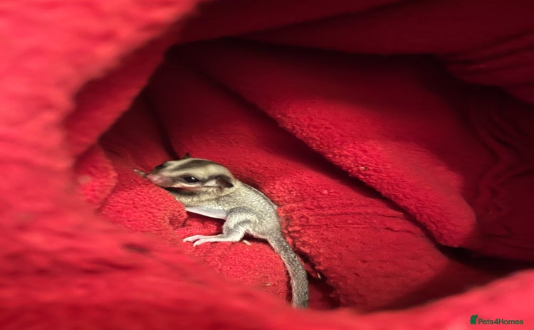 Sugar Glider rodents in London - Advert 2