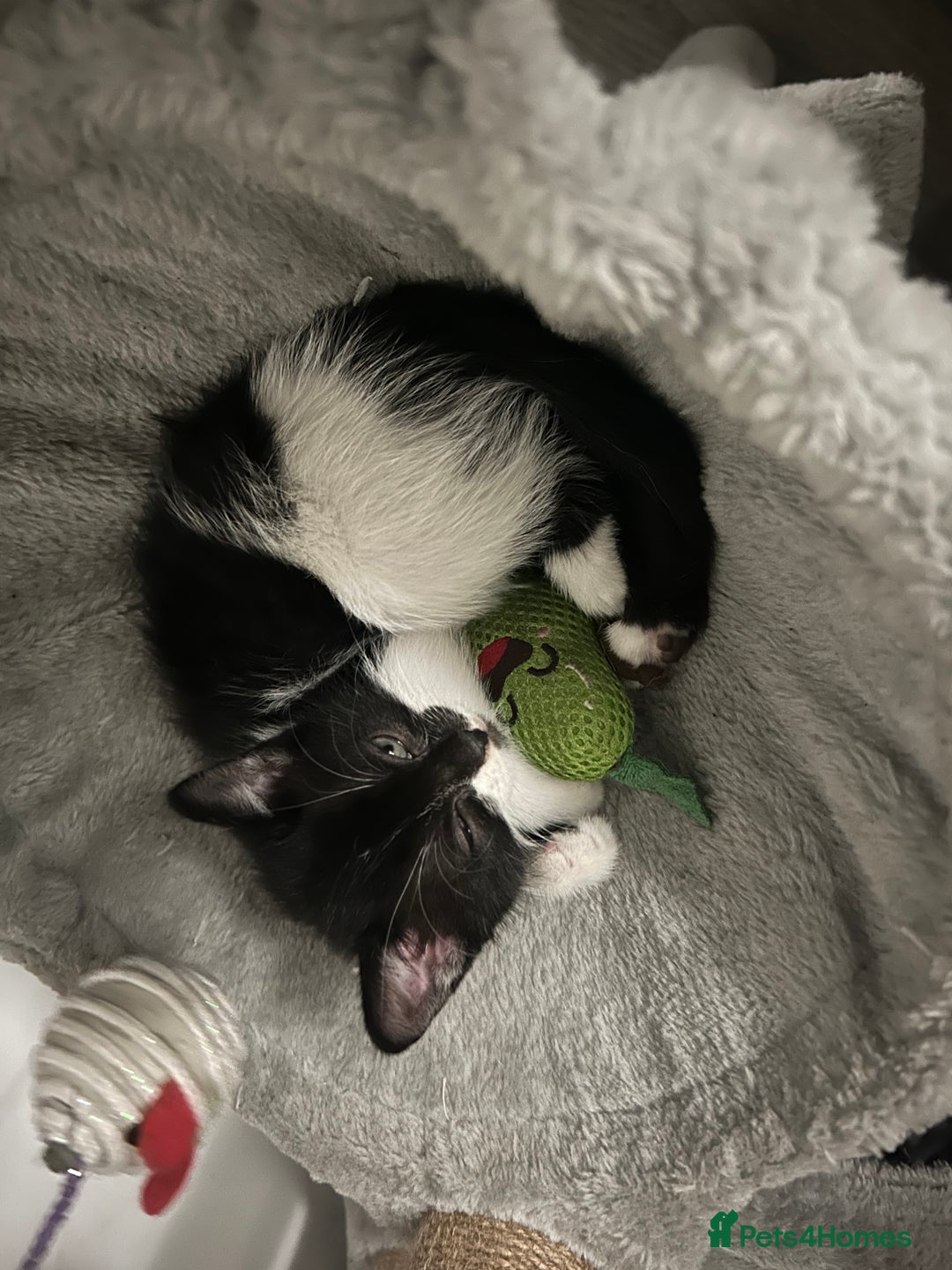 Mixed Breed cats for sale: 3 Boy kittens for sale  - Image 2