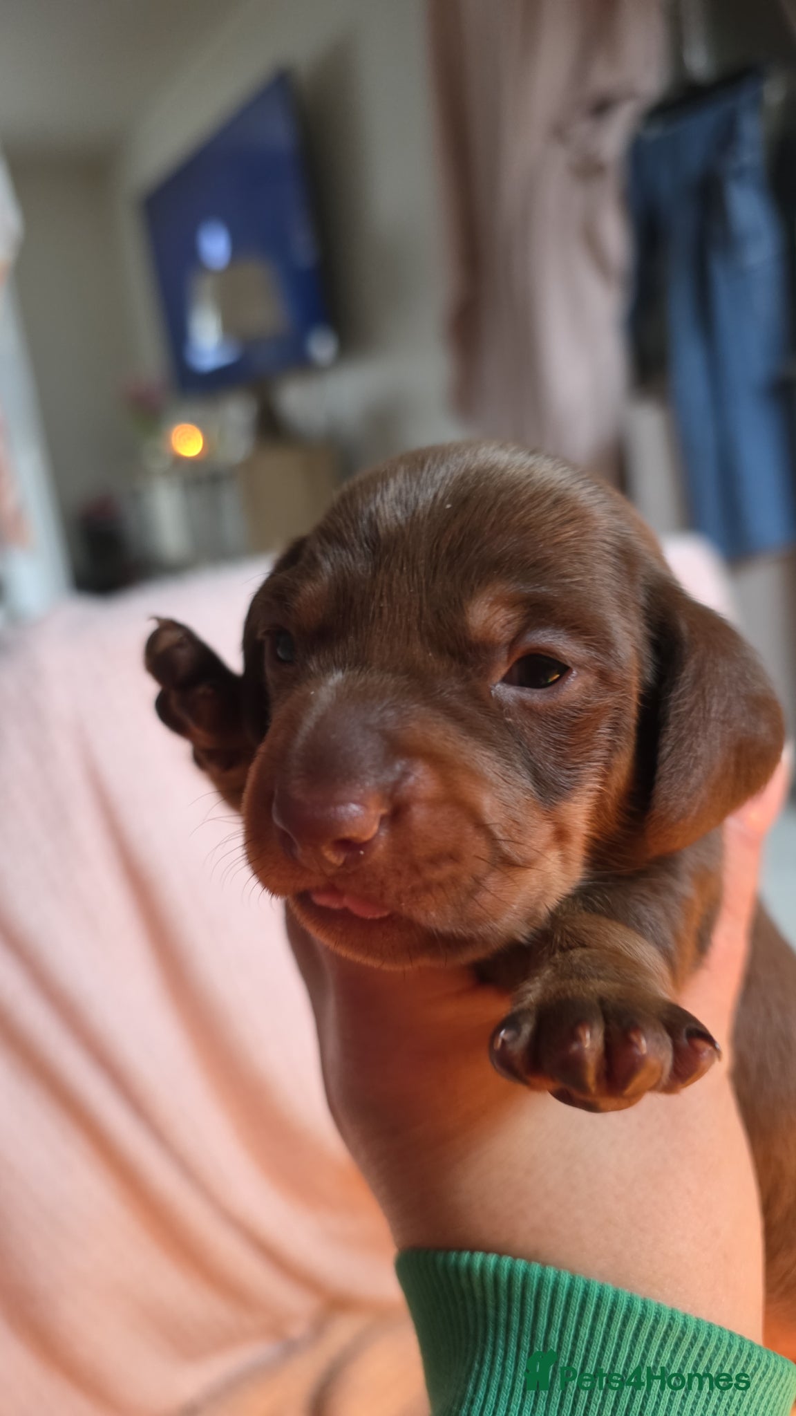 Miniature Dachshund dogs Miniture dachshund  - Advert 1