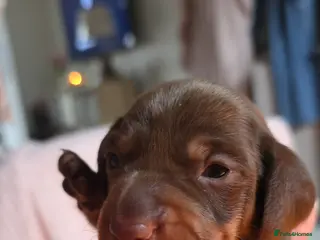 Miniature Dachshund dogs Miniture dachshund - Advert 1