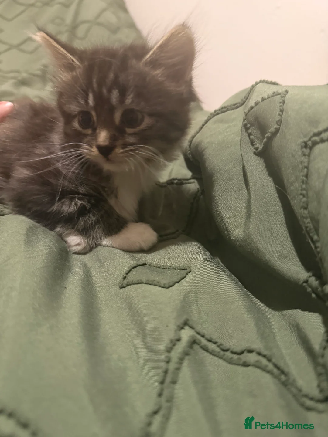 Domestic Shorthair cats for sale: Tabby female and ginger male kittens - Advert 3