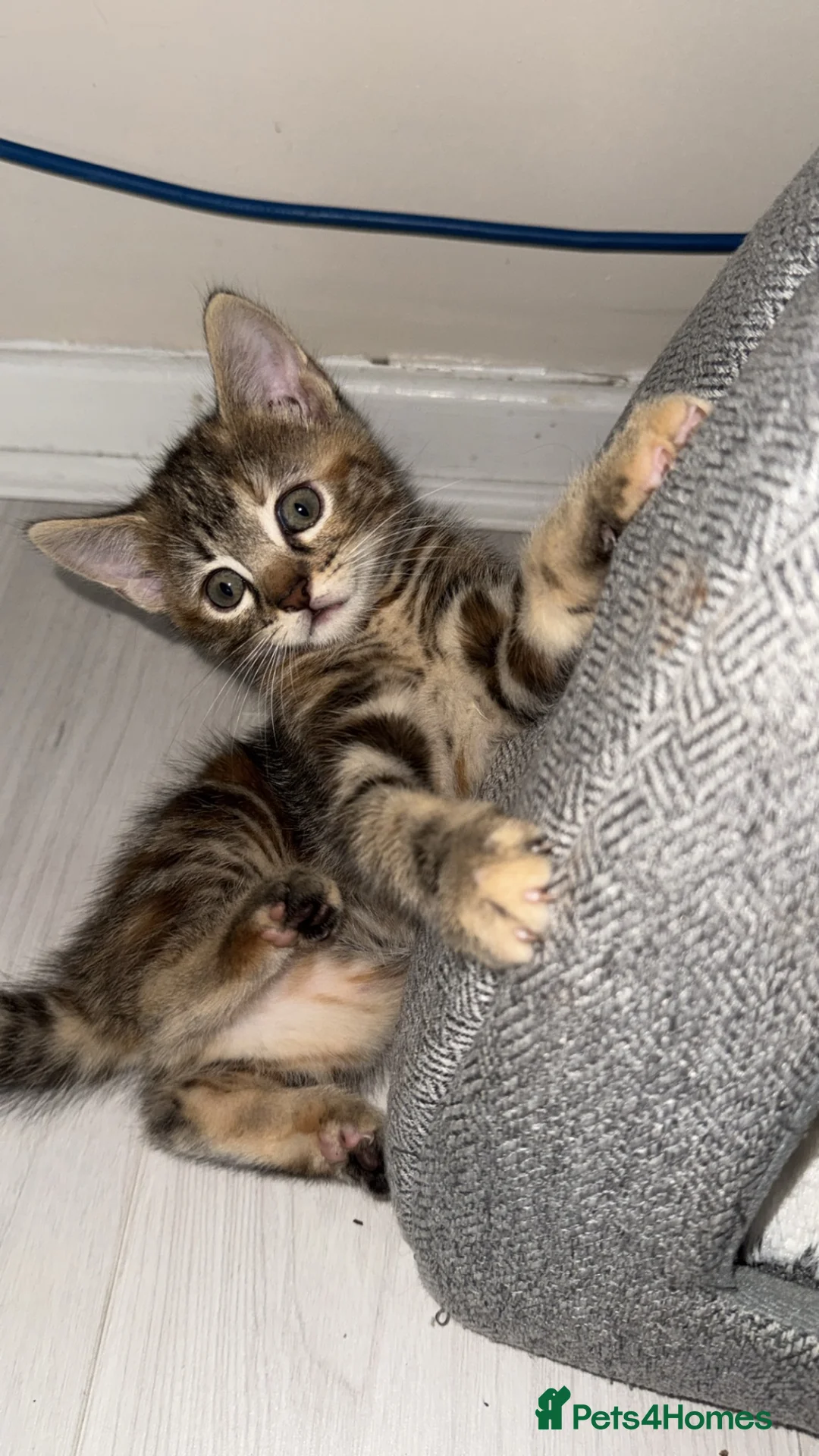 Mixed Breed cats for sale: female tabby kitten  - Advert 2