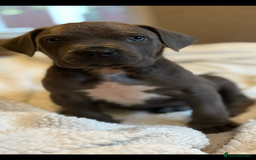 Boerboel dogs for sale: EXCEPTIONAL NABBR REGISTERED PUPPIES!  - Image 25