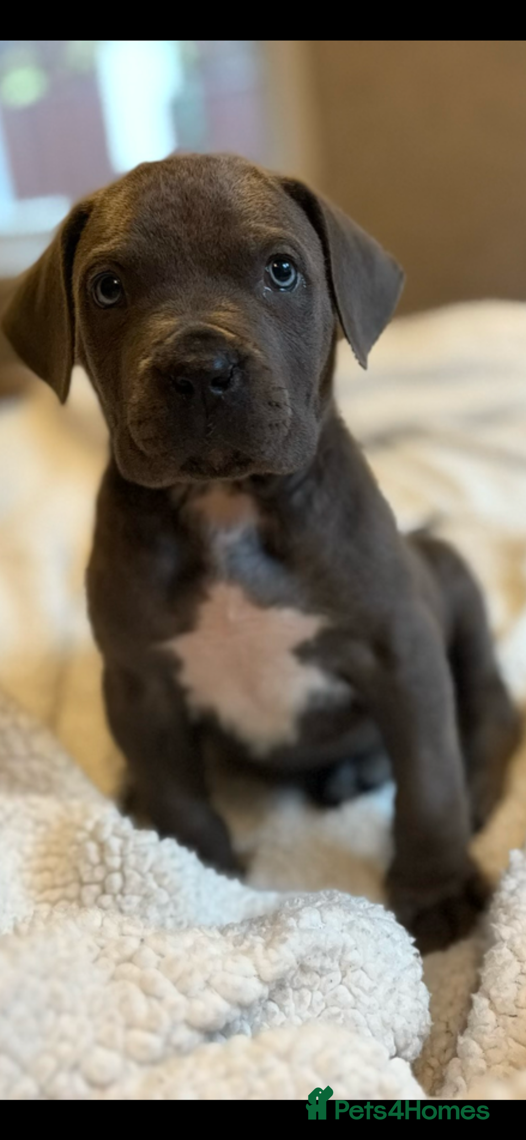 Boerboel dogs for sale: EXCEPTIONAL NABBR REGISTERED PUPPIES!  - Image 25