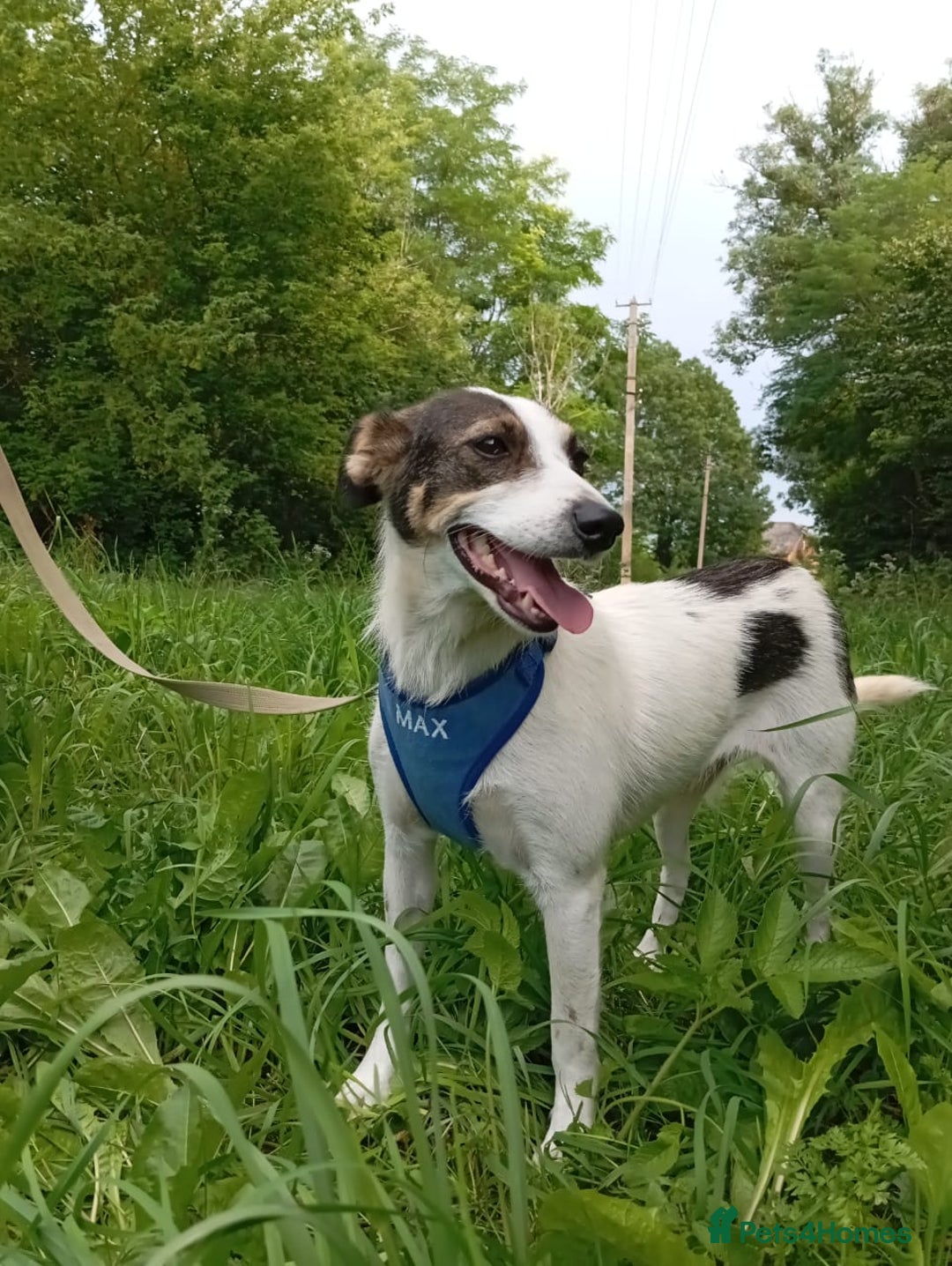 Mixed Breed dogs for adoption: ❤️ Alma – a 1.5-year-old lower-medium girl❤️ - Advert 1