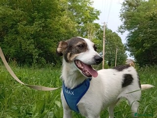 Mixed Breed dogs ❤️ Alma – a 1.5-year-old lower-medium girl❤️ - Advert 15