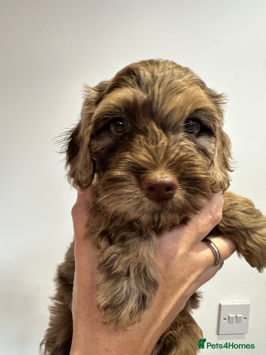Mixed Breed dogs for sale: 10x Gorgeous Sproodles - Image 14