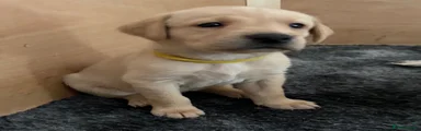 Labrador Retriever 1