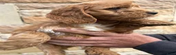 Cockapoo dogs for sale: Cockapoo puppy’s F1 beautiful puppies  - Advert 21