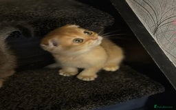 Scottish Fold cats for sale: Pure Scottish kittens in hull - Image 7