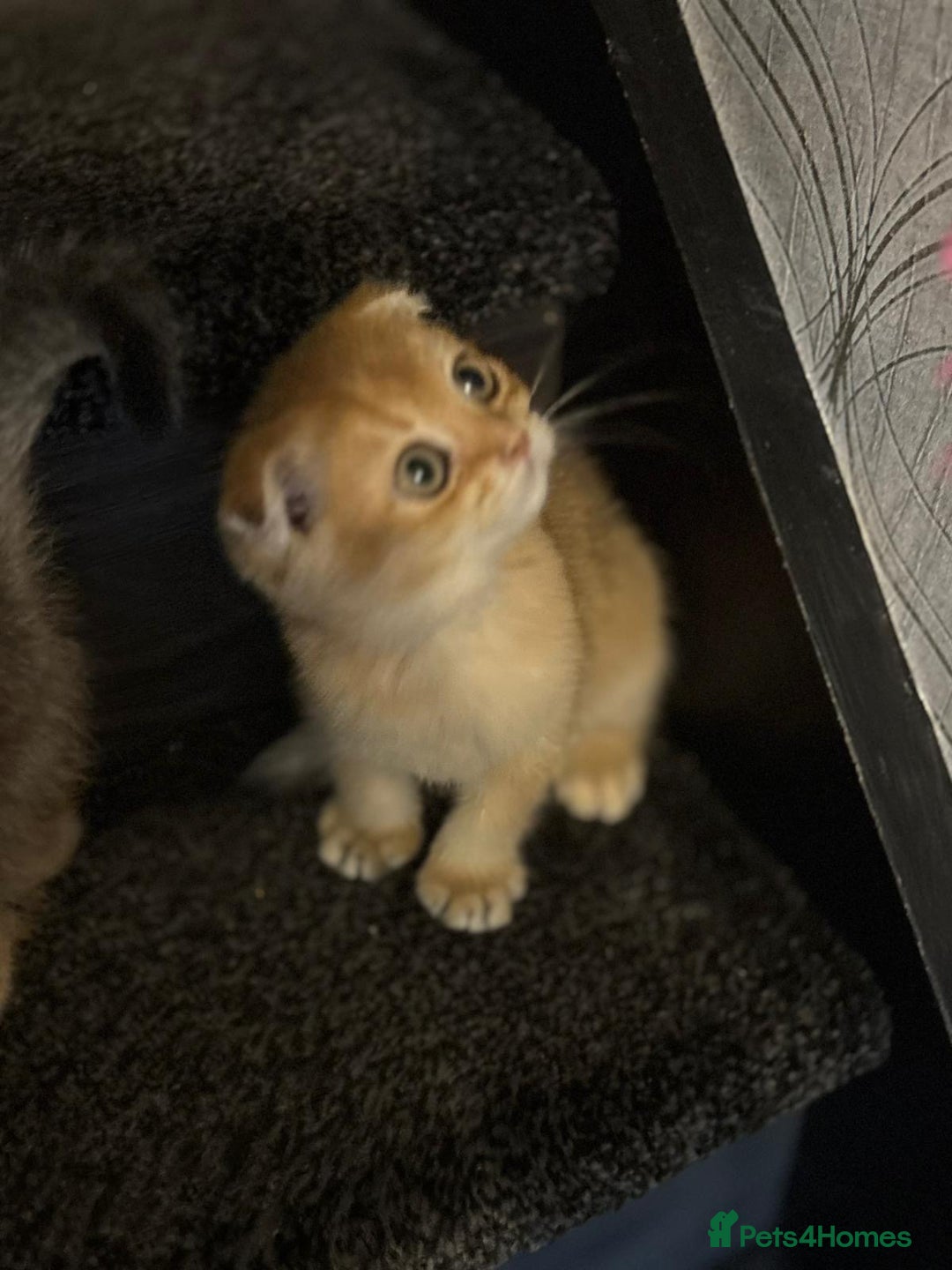 Scottish Fold cats for sale: Pure Scottish kittens in hull - Image 7