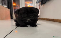 Neapolitan Mastiff dogs for sale:  Neapolitan mastiff puppies Newcastle  - Image 2