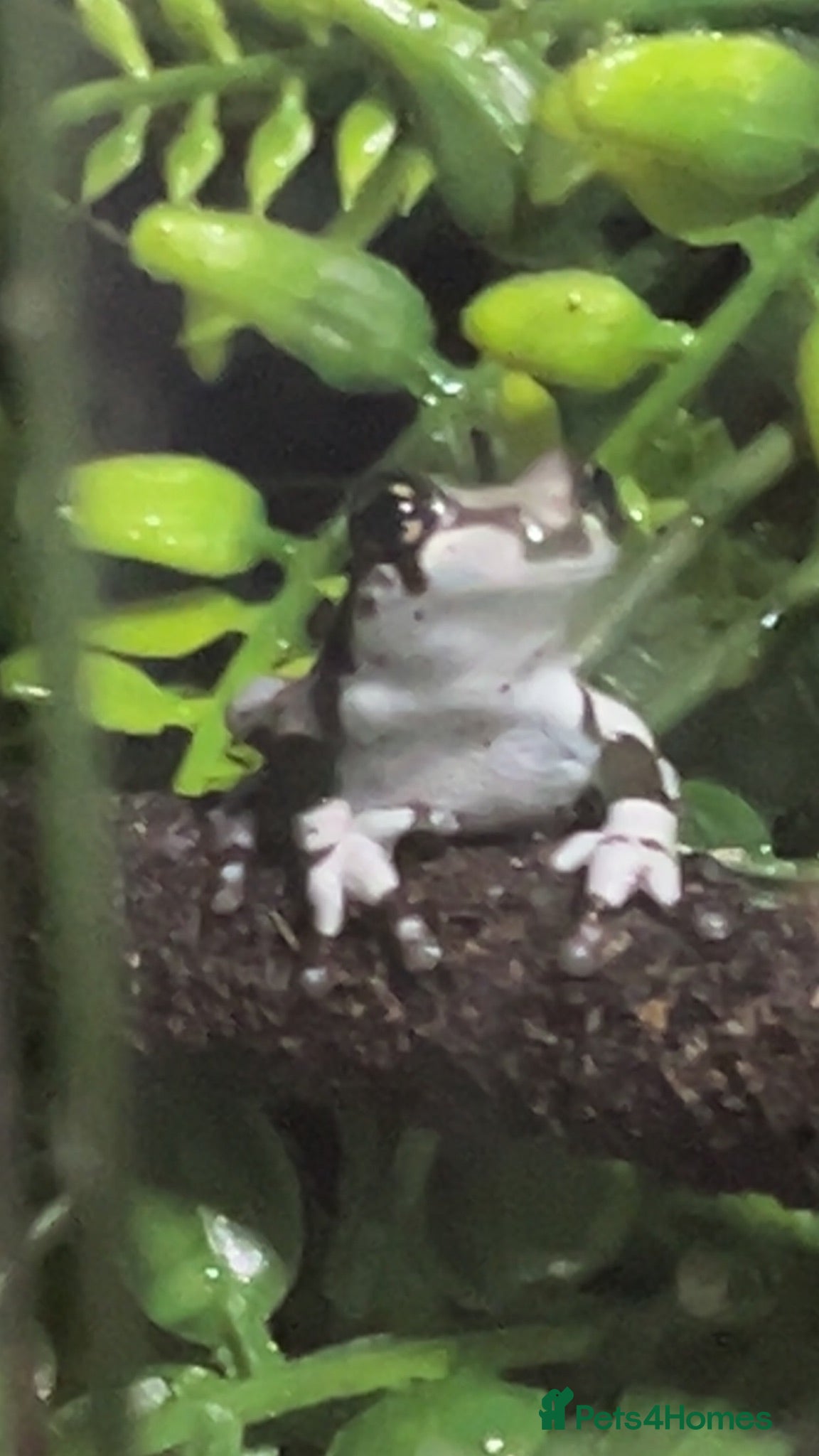 Gecko reptiles Nothing at the moment  - Advert 8
