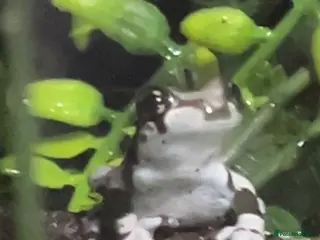 Gecko reptiles Nothing at the moment - Advert 8