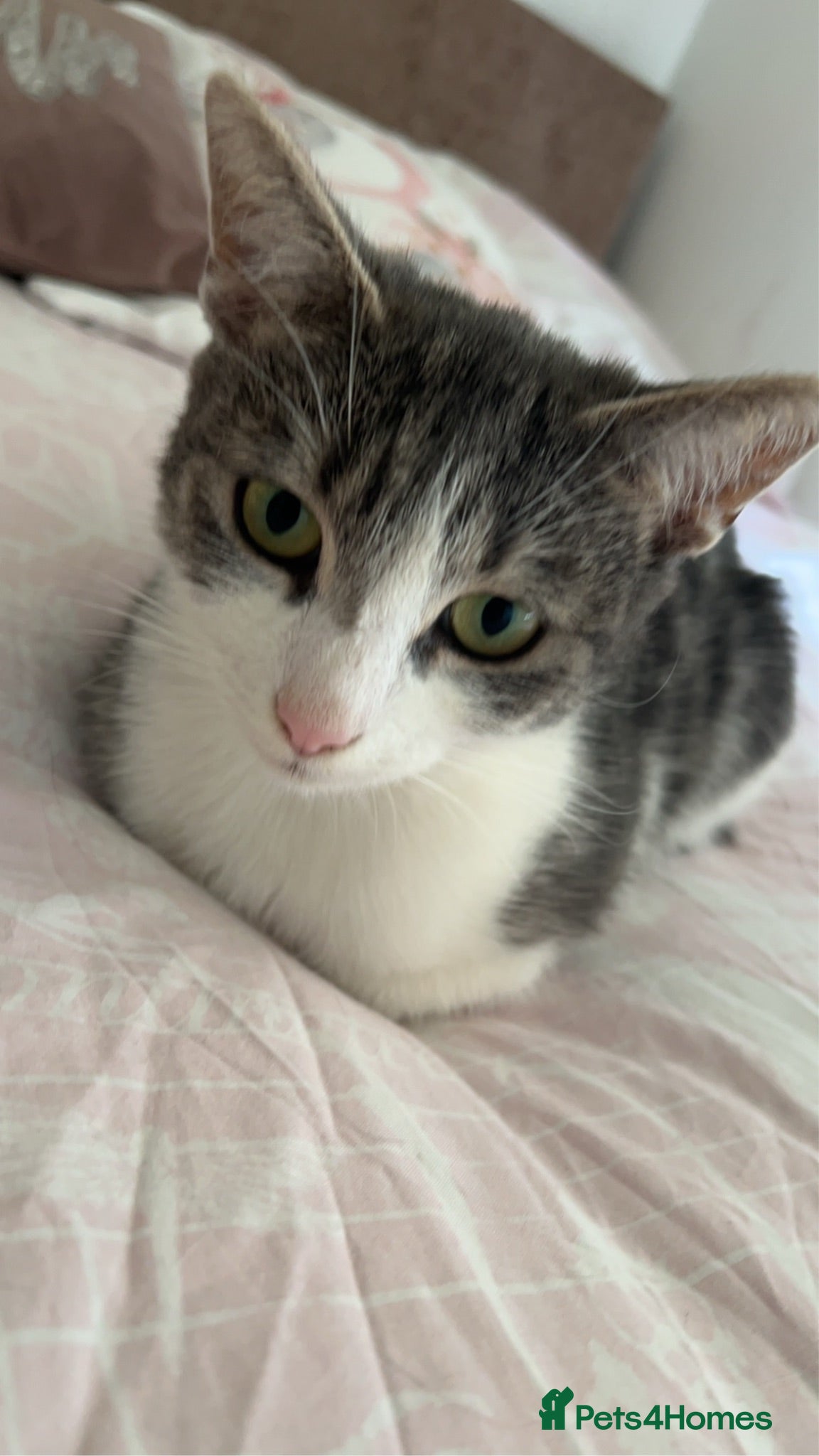 Mixed Breed cats 4 gorgeous fluffy and friendly kittens! - Advert 1