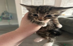Domestic Shorthair cats for sale: One Female and Male Kitten Set - Image 3