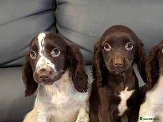 Cocker Spaniel dogs Cocker Spaniel Girls Fully Vaccinated Ready Now - Advert 3
