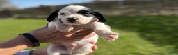Cocker Spaniel dogs for sale: Game Keeper Bred Working Cocker Spaniel Puppies - Advert 7