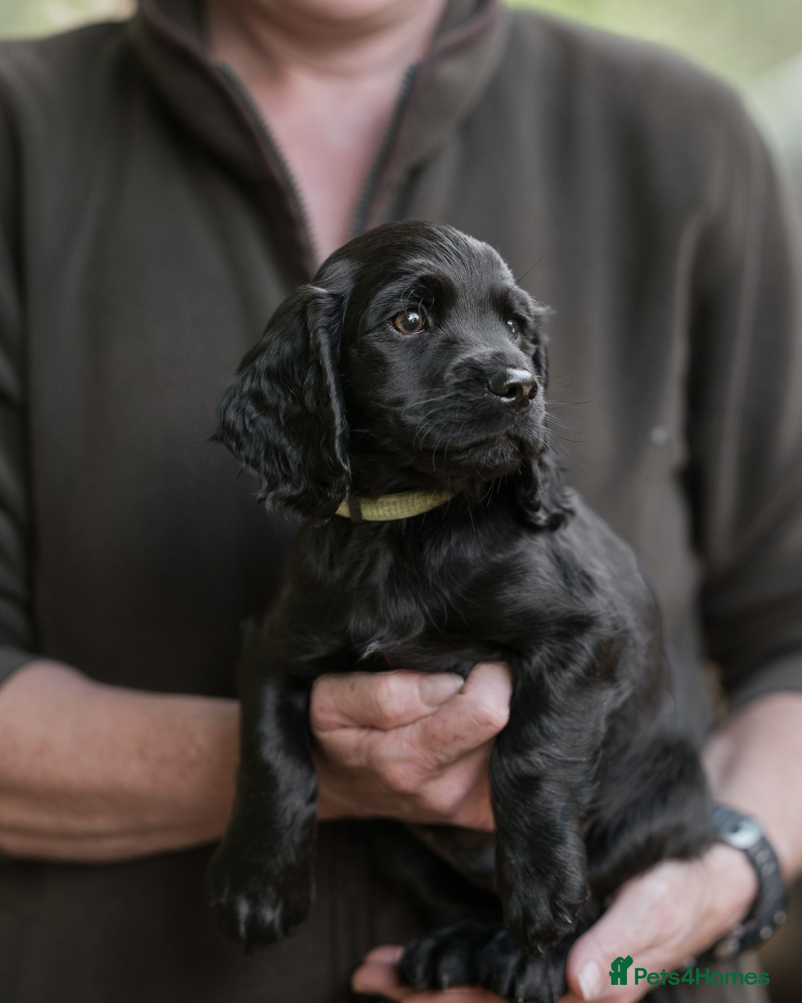 Cocker Spaniel dogs Health Tested Cocker Spaniel Pups  - Advert 17