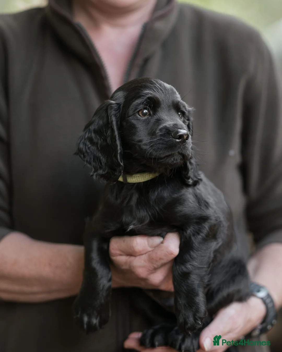 Cocker Spaniel dogs for sale: Health Tested Cocker Spaniel. Ready to Leave - Advert 1