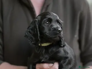 Cocker Spaniel dogs Health Tested Cocker Spaniel Pups - Advert 2
