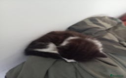 Mixed Breed cats for sale: Male kitten - Image 2