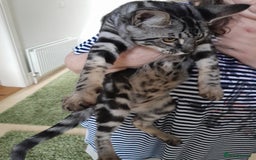Savannah cats for sale: Full Pedigree & TICA Reg Marble Savannah Kitten - Image 1