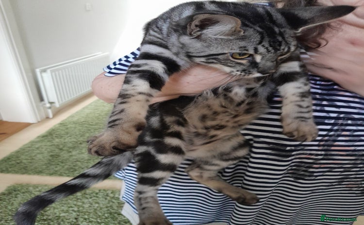 Savannah cats - Advert 1