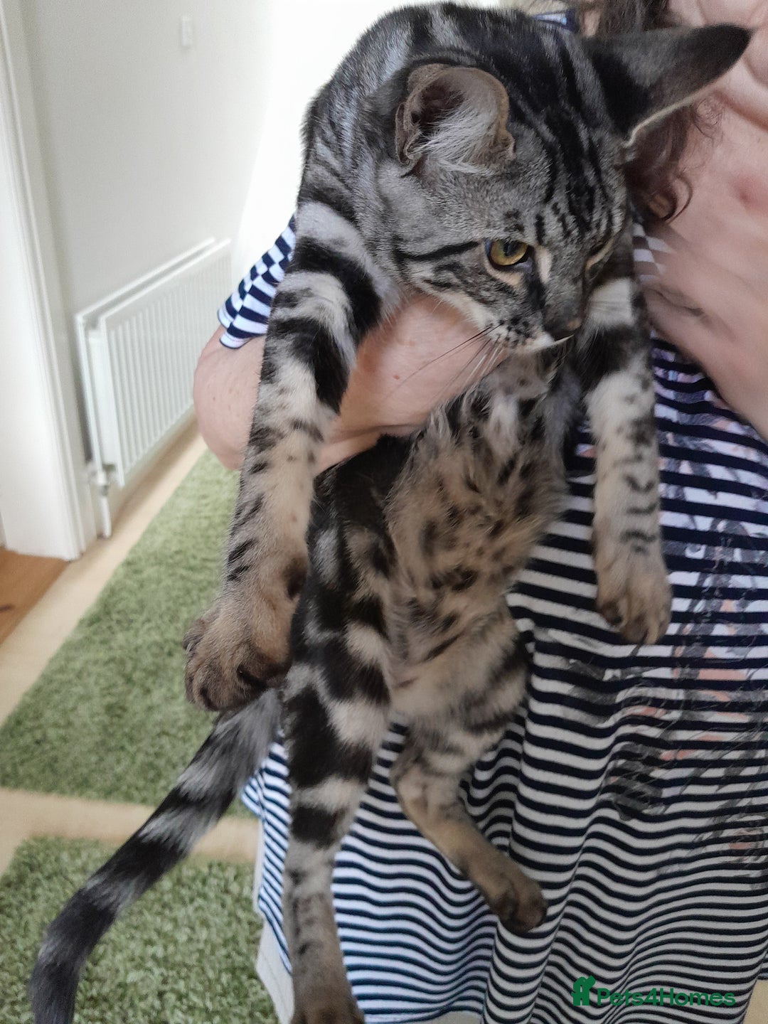 Savannah cats for sale: Full Pedigree & TICA Reg Marble Savannah Kitten - Image 1