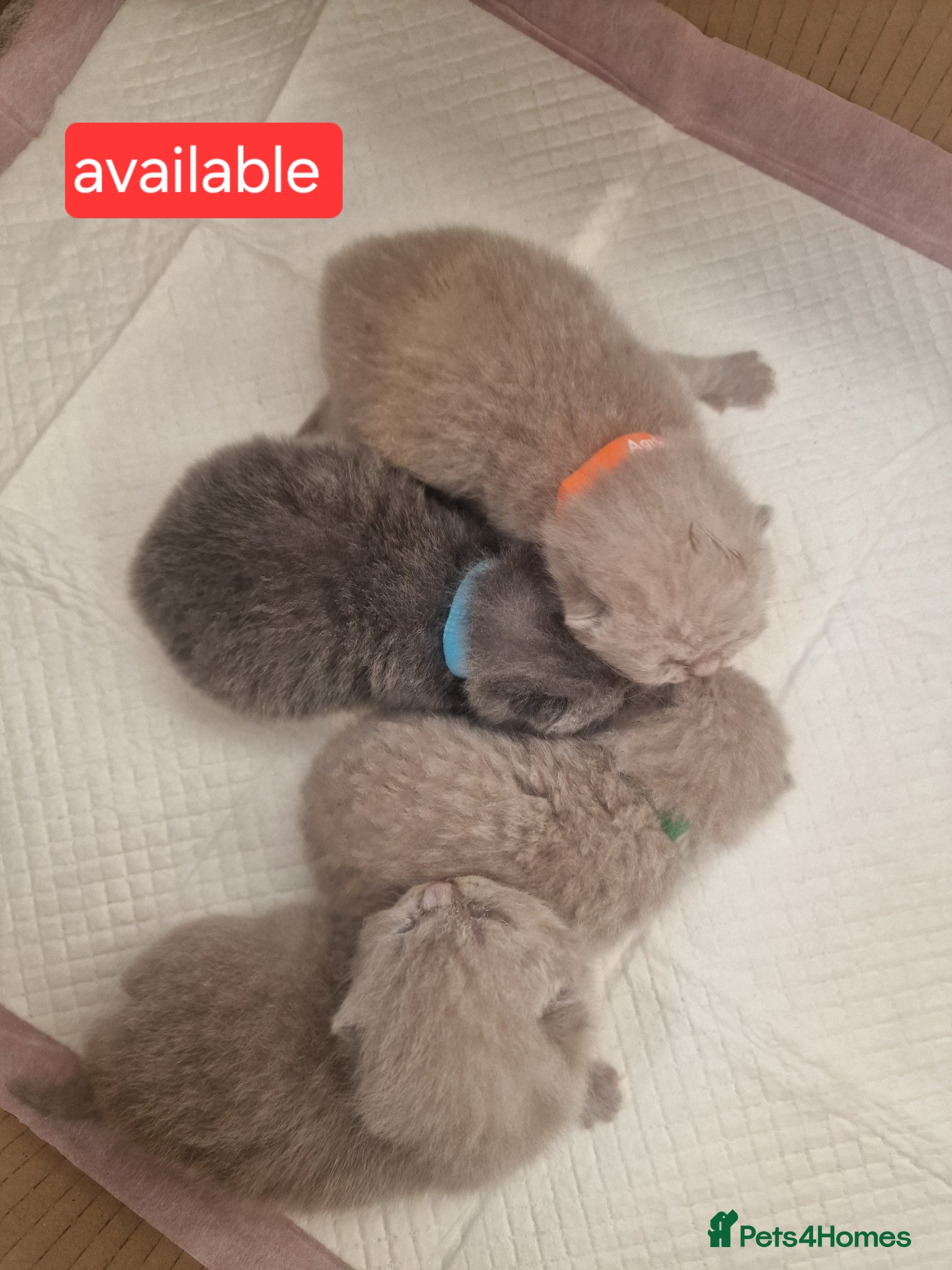 British Shorthair cats for sale: Chunky champion Gccf british shorthair kittens in Bradford - Advert 3