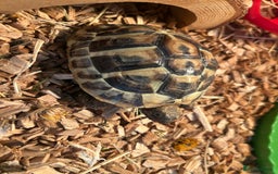 Tortoise reptiles for sale: Horsfield tortoise  - Image 7