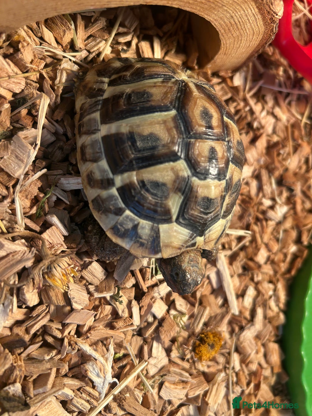 Tortoise reptiles for sale: Horsfield tortoise  - Image 7
