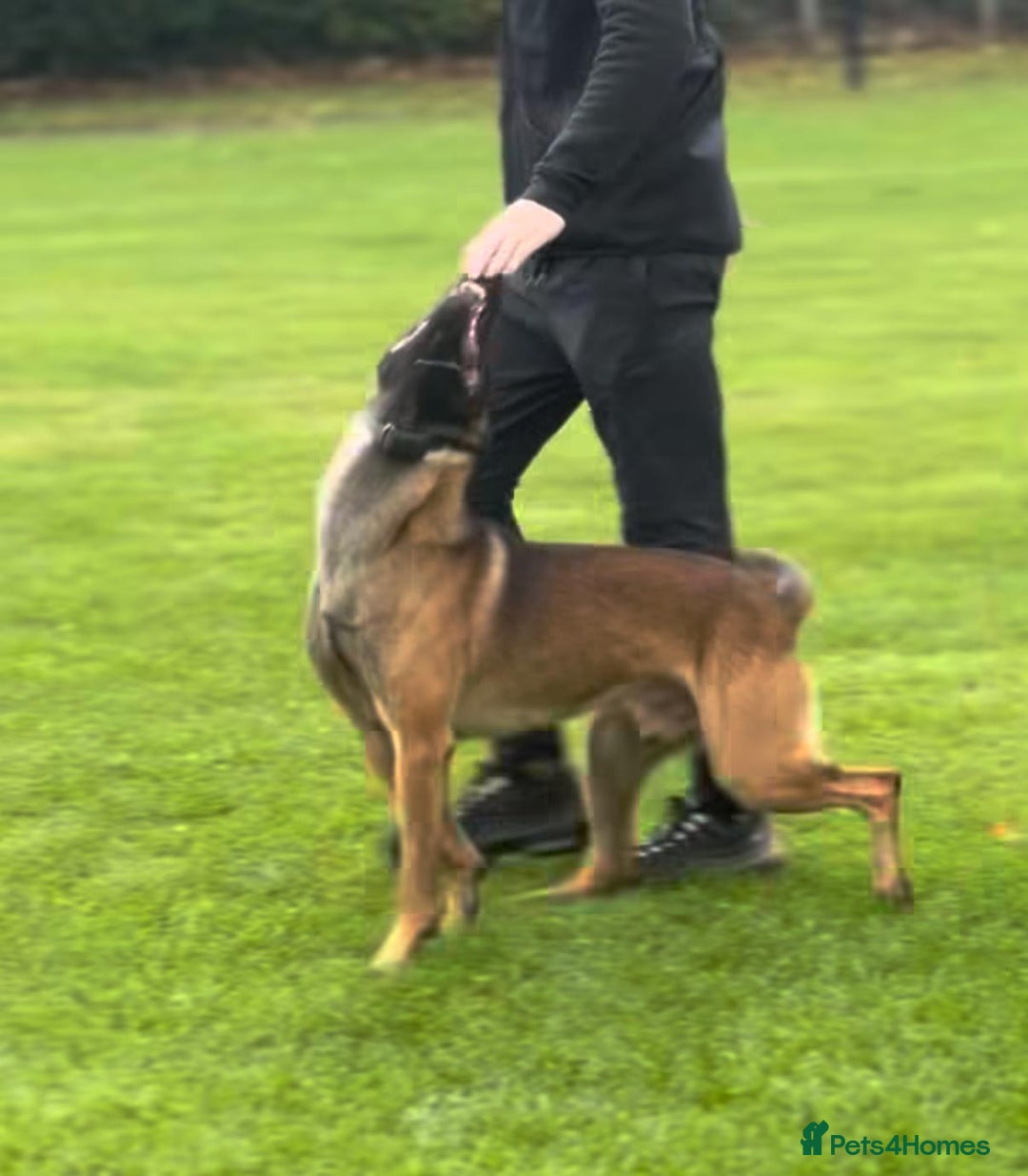 Belgian Shepherd Dog dogs for sale: 2 male puppies  - Advert 10