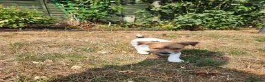 Jack Russell 2