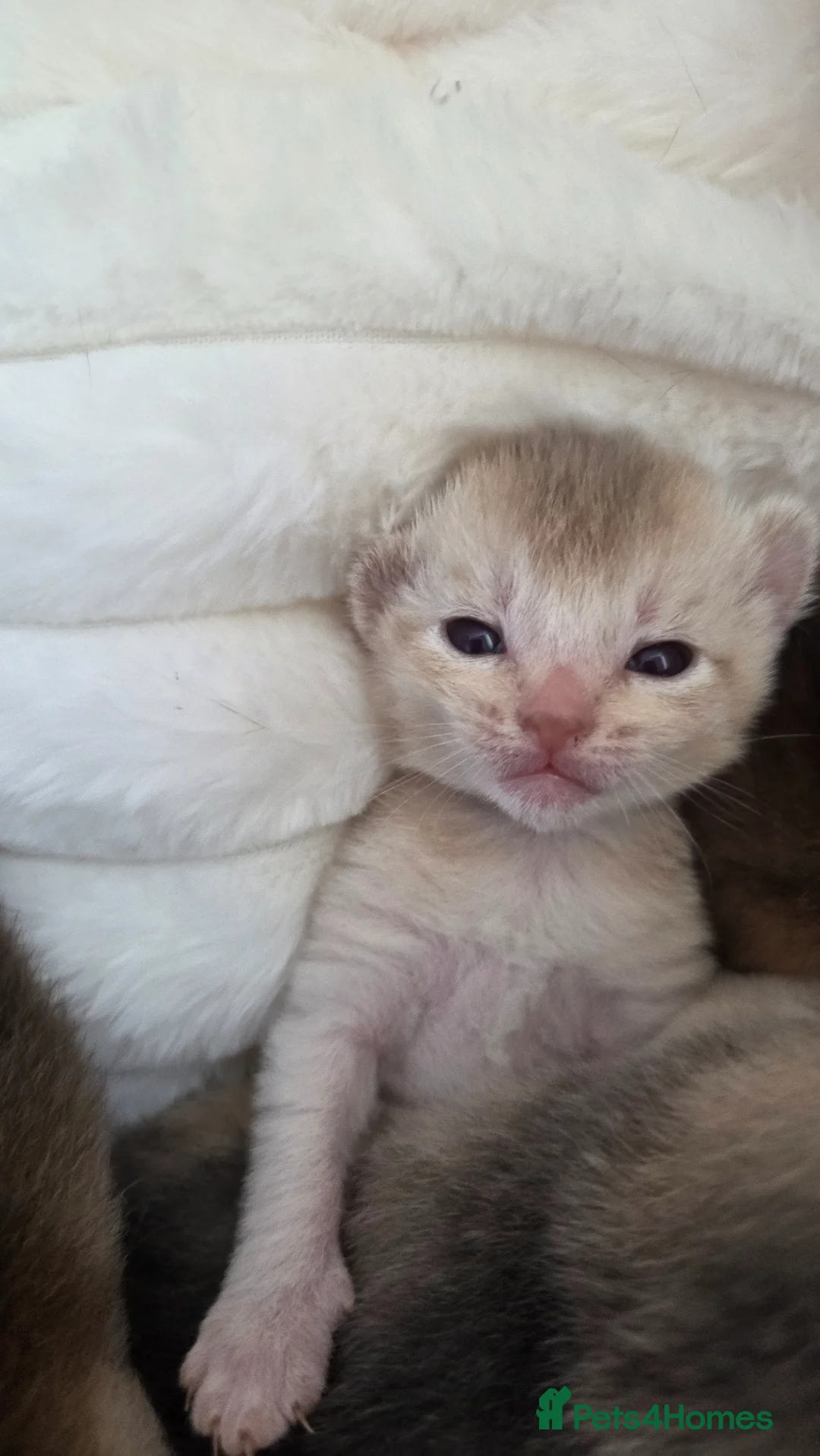Abyssinian cats for sale: Abyssinian kittens TICA registered - Advert 14