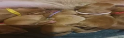 Dogue De Bordeaux dogs for sale: Dogue de bordeaux puppies - Advert 5