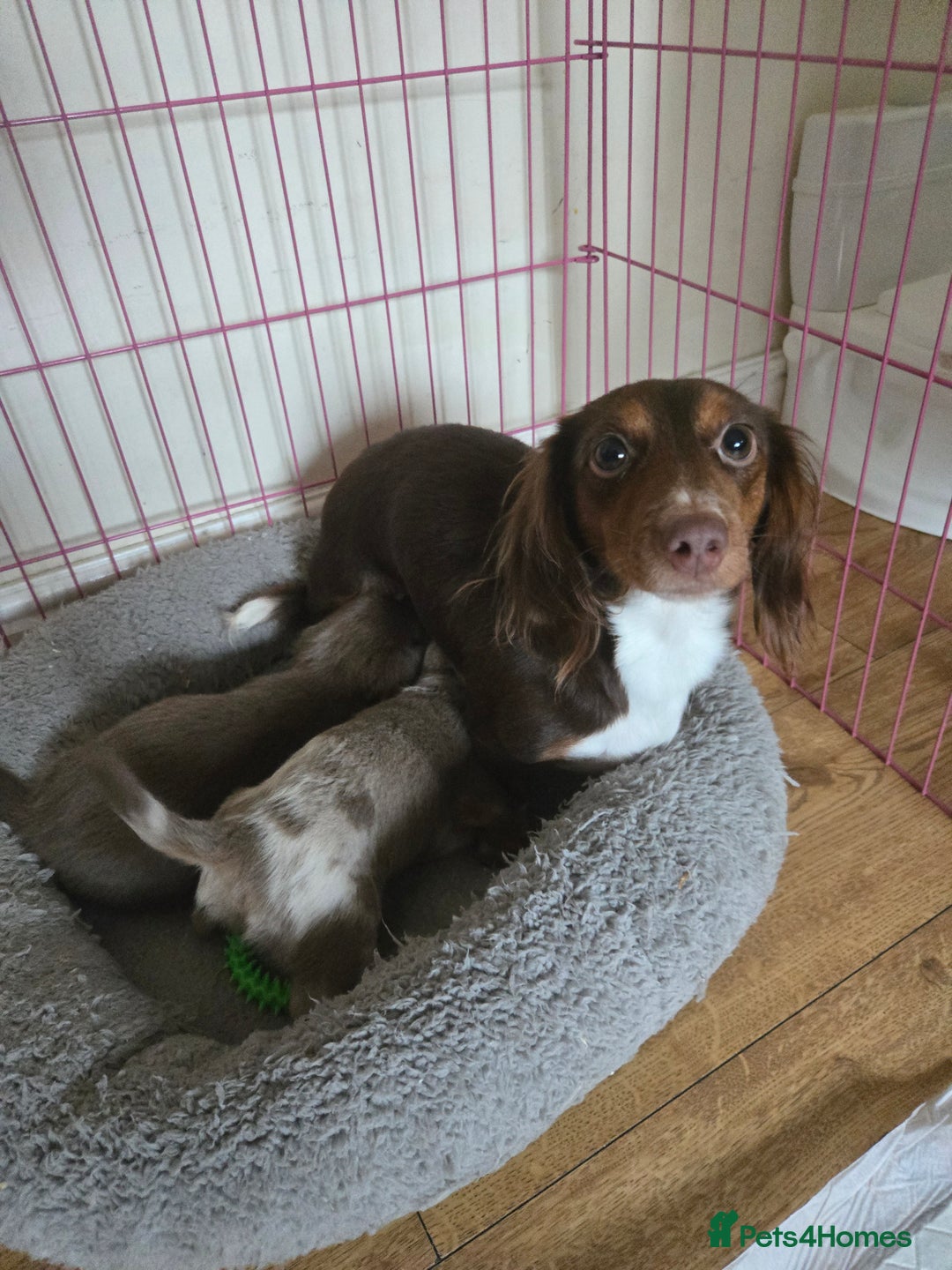 Miniature Dachshund dogs for sale: Miniature long hair dachshund  - Advert 5