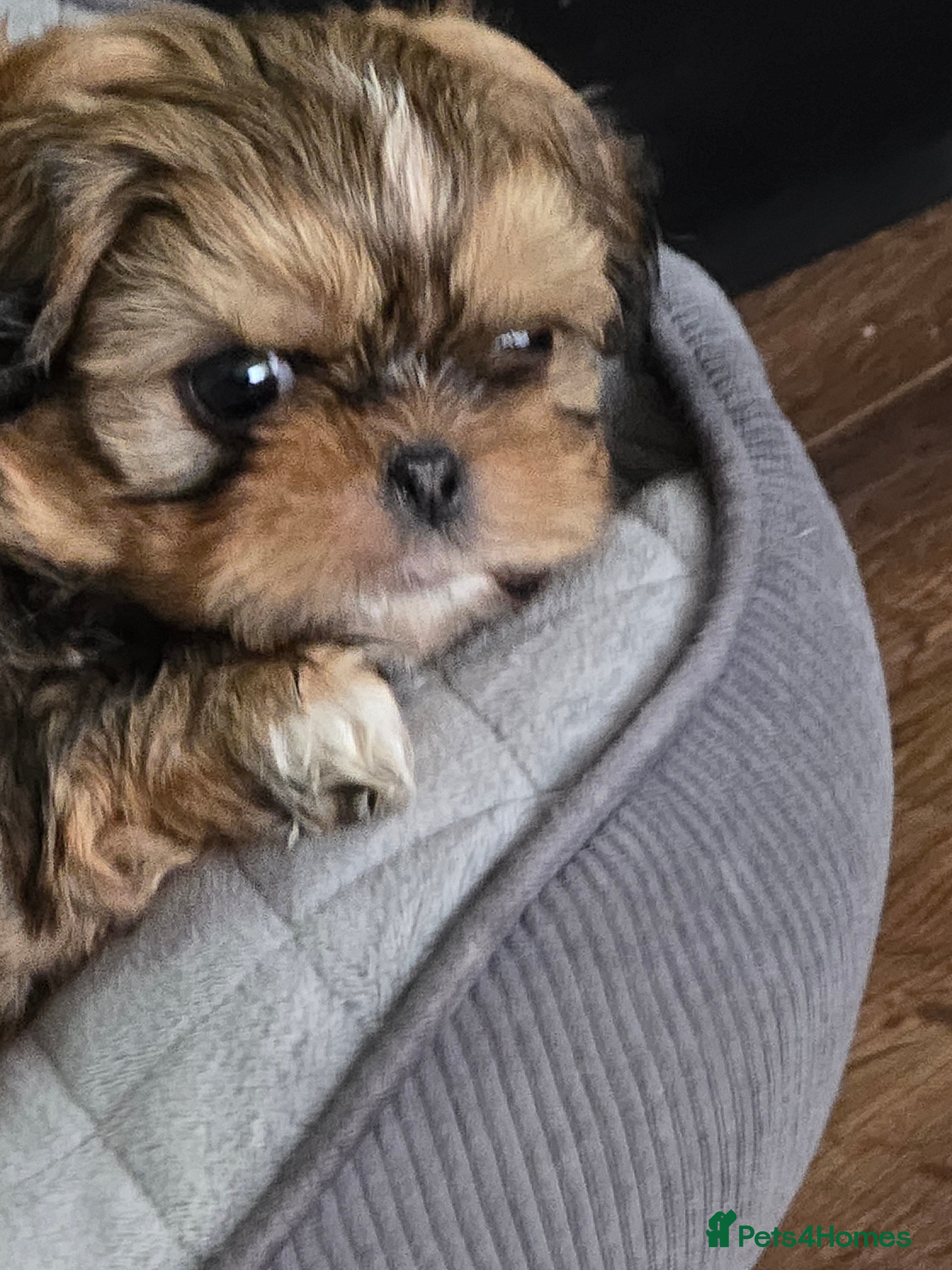 Shih Tzu dogs Beautiful shih txu pups - Advert 2