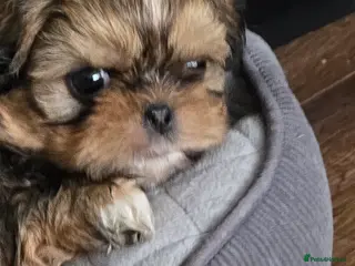 Shih Tzu dogs Beautiful shih txu pups - Advert 2