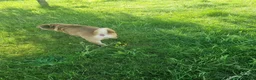Jug dogs for adoption: One little Pug cross, One big heart in Kidderminster - Advert 8