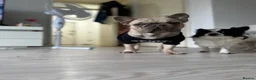 French Bulldog dogs for stud: Caesar  - Advert 4