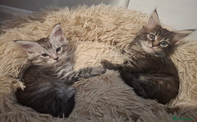 Maine Coon cats - Advert 3