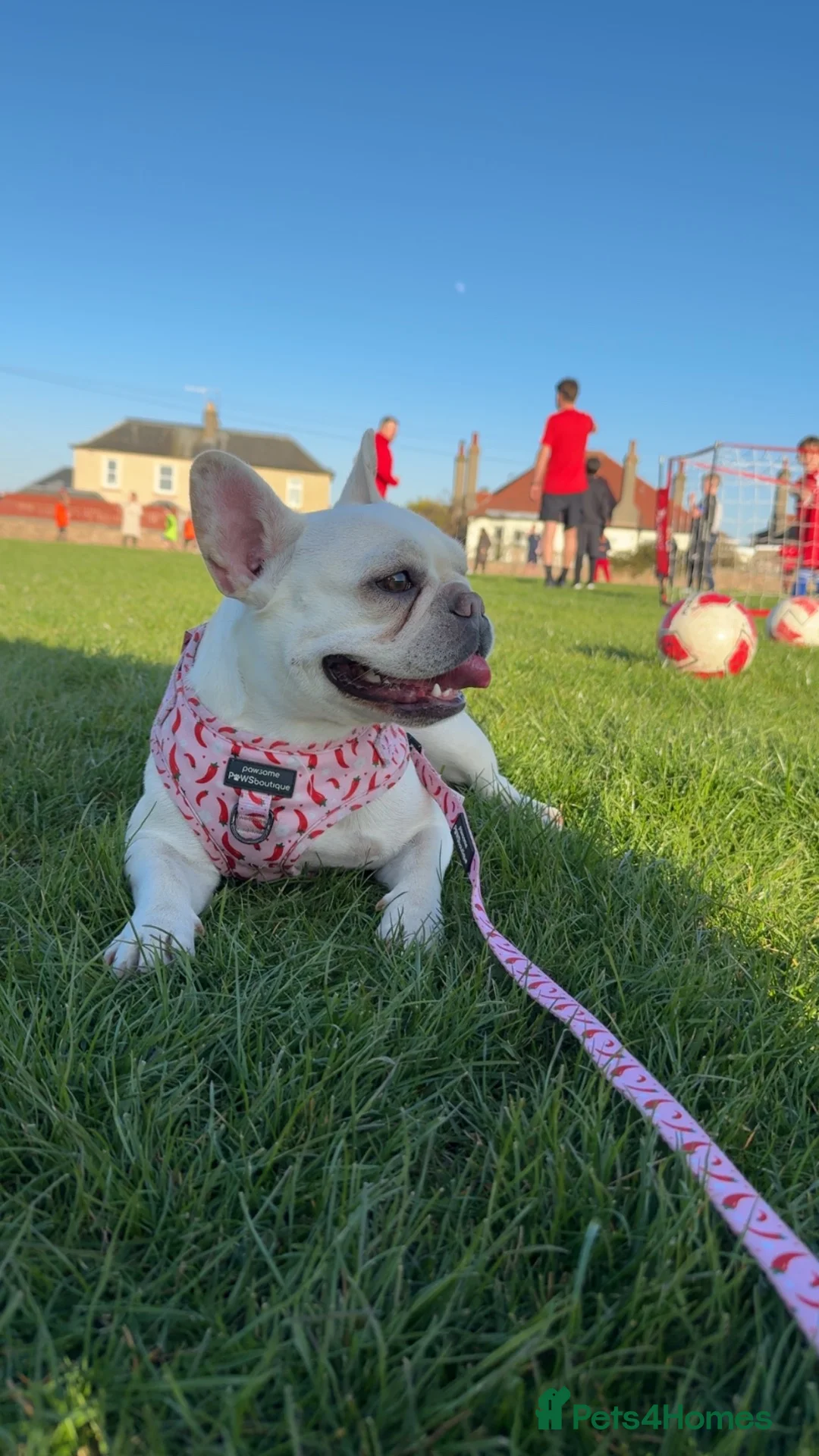 French Bulldog dogs for sale:  Beautiful Blue French Bulldog Girl  in Invergordon - Advert 3