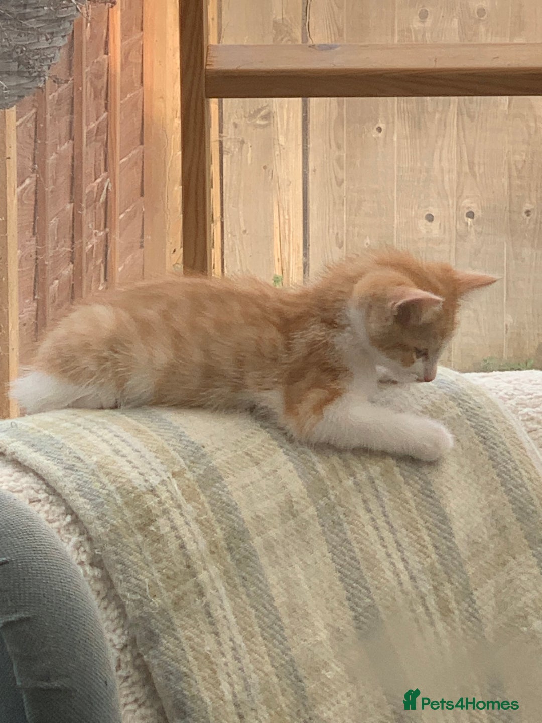 Mixed Breed cats for sale: Beautiful kittens  - Image 6
