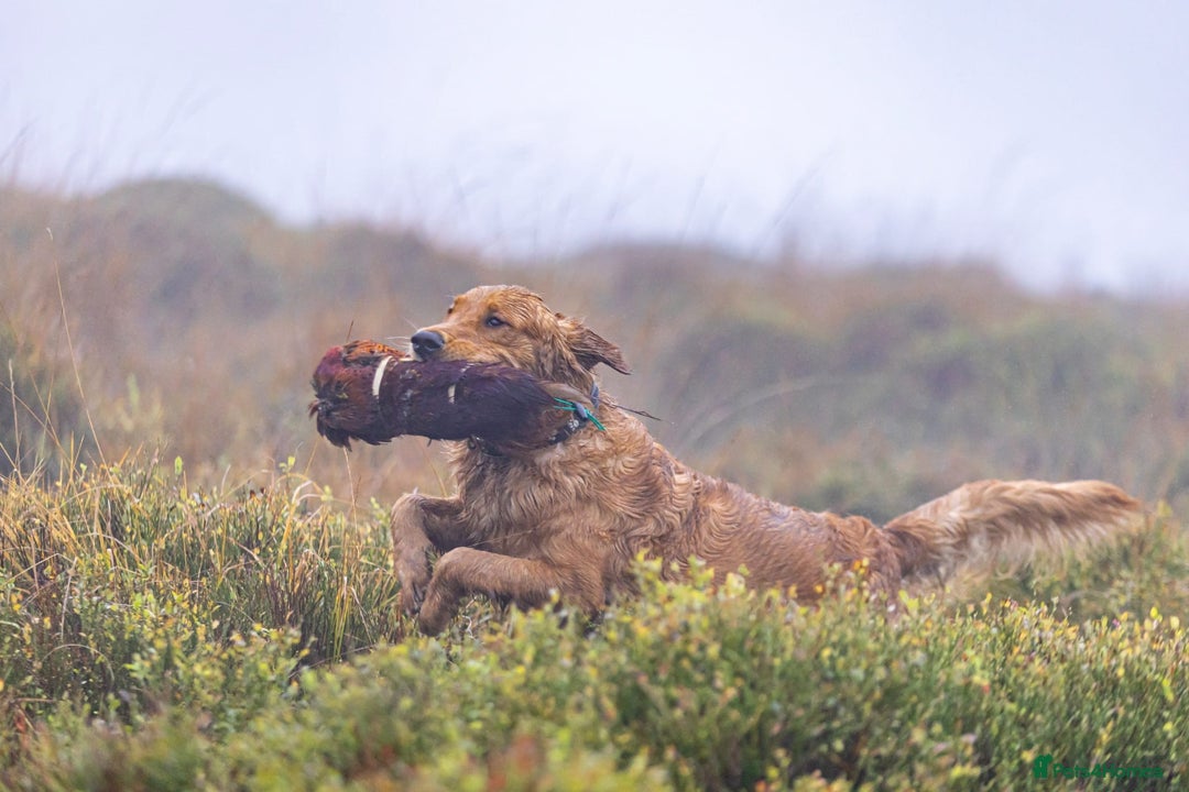 Golden Retriever dogs for sale: Golden Retriever pups for sale - Advert 7