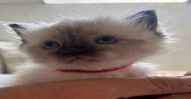 Ragdoll cats - Advert 8