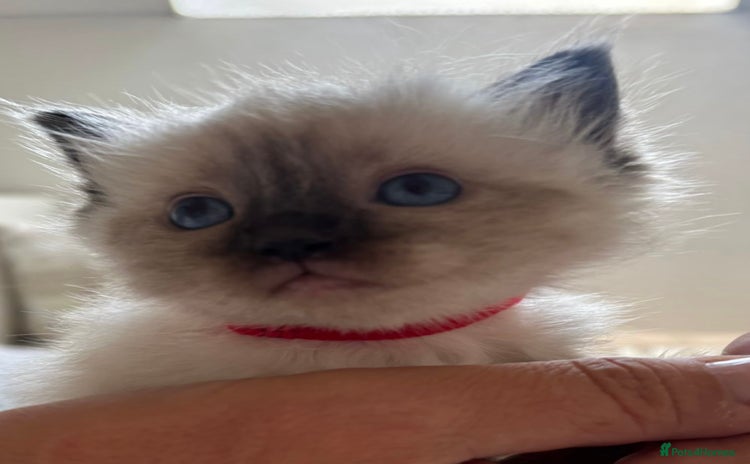 Ragdoll cats - Advert 10