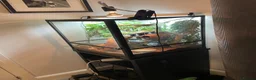 Gecko reptiles for sale: Full set up crested gecko. in Northwich - Advert 4