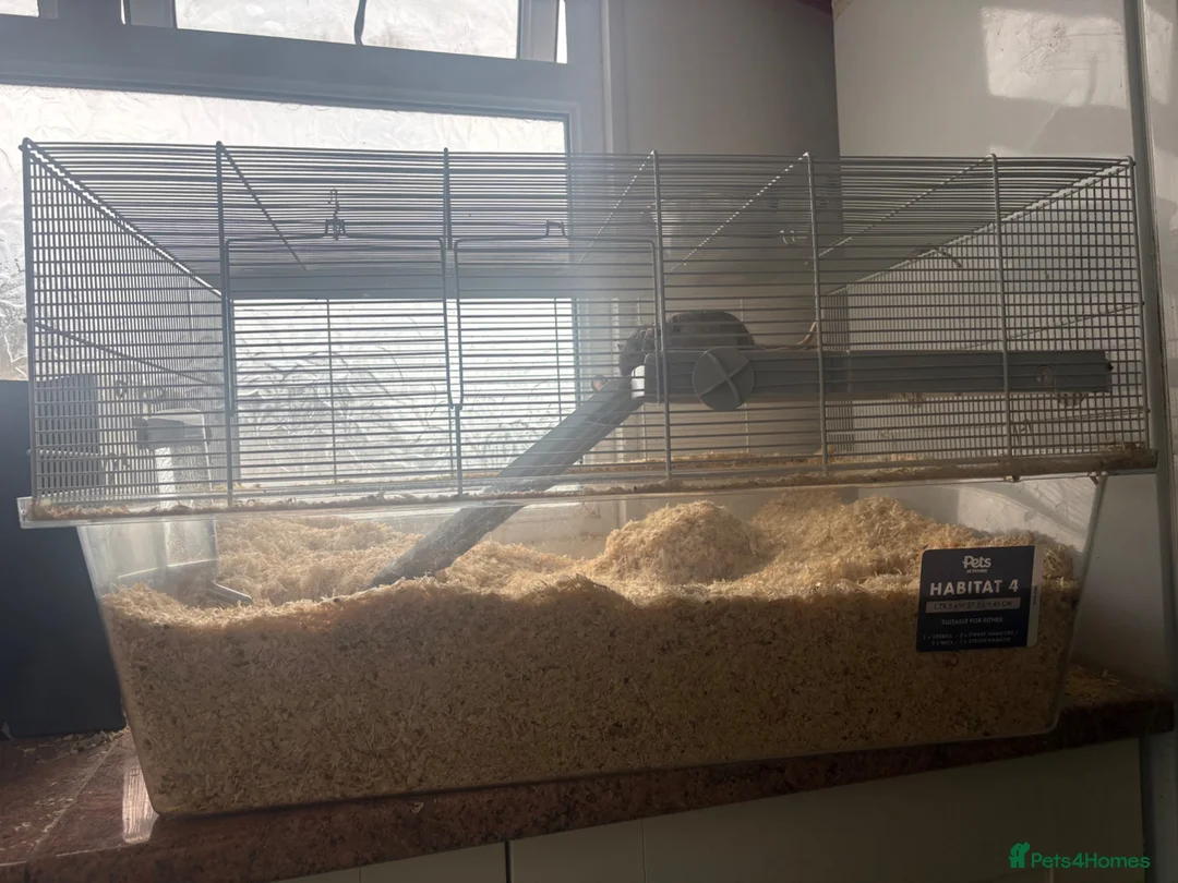 Gerbil rodents for sale: 3 male gerbils  - Advert 3