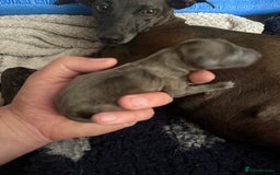 Italian Greyhound dogs for sale: 2 Stunning Italian Greyhound Boys – Ready Now - Image 14